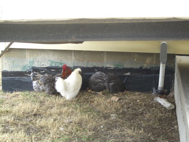 The chickens have settled in nicely, and all came through the move in good shape.