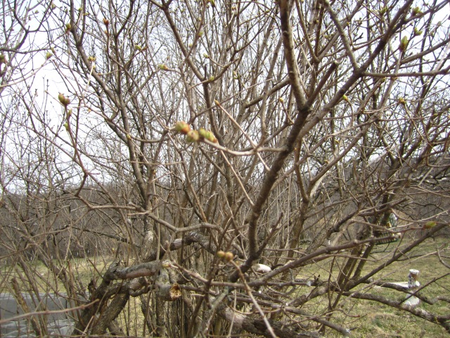 Green buds on the lilac bush.  That means spring is coming,right?