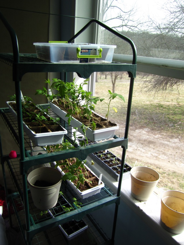 Tomato and pepper seedlings, just waiting for the danger of frost to pass.